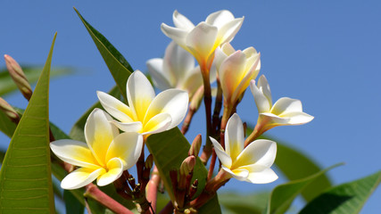 Fototapeta na wymiar Frangipani flowers on bright sky background.