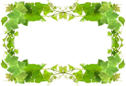 cadre de vigne, fond blanc
