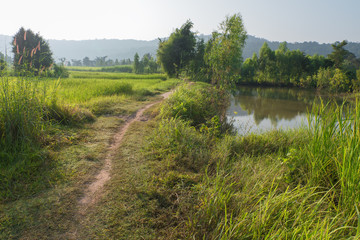 Fototapeta na wymiar pathway in the rice field