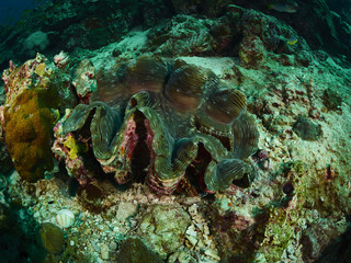 Naklejka na ściany i meble giant clam