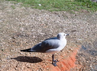 Seagull bird on the lake in the winter