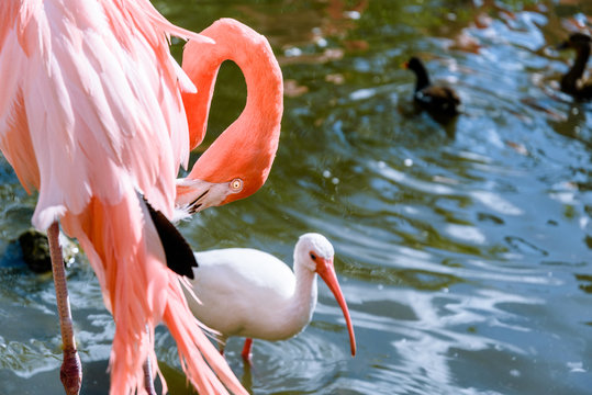 The pink Flamingo bird and the White Ibis on the lake in the par
