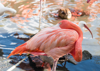 The pink Flamingo bird on the lake in the park
