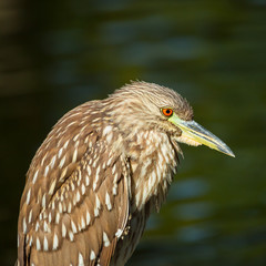 Night heron