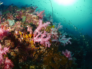 Obraz na płótnie Canvas reef coral and reef fish