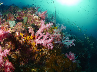 reef coral and reef fish