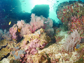 Fototapeta na wymiar reef coral and reef fish