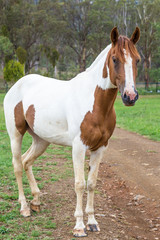Obraz na płótnie Canvas Brown and White Pony (Equus ferus caballus)