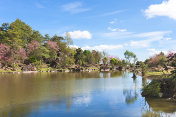 Fototapeta na wymiar Nature landscape sakura tree and blue sky reflected in the river