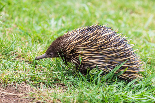 Echidna (Tachyglossidae), in grass