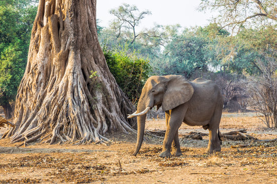 Fototapeta African Elephant (Loxodonta), walking past a large tree