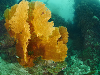 Fan Coral