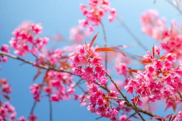 Sakura flowers blooming blossom in Chiang Mai, Thailand