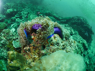 soft coral and reef fish