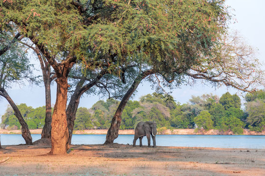 Fototapeta African Elephant (Loxodonta), standing by the Zambezi Rver
