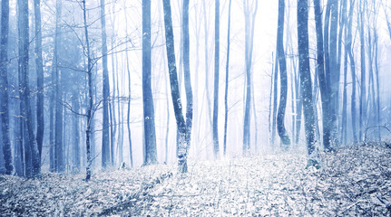 Lovely snowfall in foggy beech forest landscape. Winter season woodland background.
