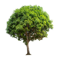 Isolated mango tree on white background