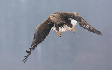 White tailed eagle (Haliaeetus albicilla) in winter scenery