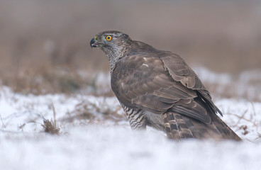 Northern goshwak (Accipiter gentilis)