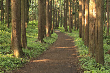 Hiking trail in the middle of  forest