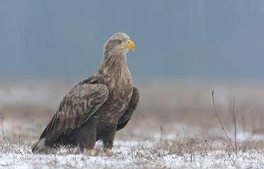 White tailed eagle (Haliaeetus albicilla) in winter scenery