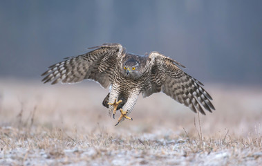 Northern goshwak (Accipiter gentilis)