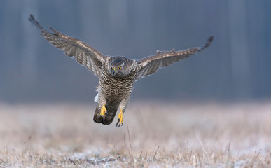 Northern goshwak (Accipiter gentilis)