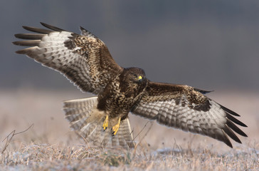 Common buzzard (Buteo buteo)