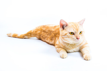 cat on  white background