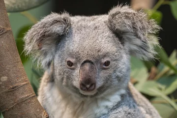 Lichtdoorlatende gordijnen Koala Close-up of a koala bear