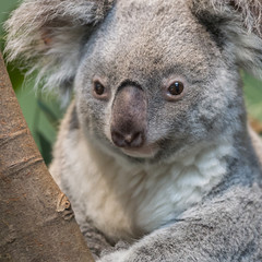 Close-up of a koala bear
