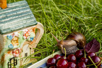 Snail sitting in the garden next to the kettle and berries
