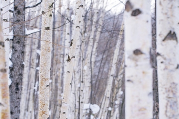 Obraz premium 冬の青い池