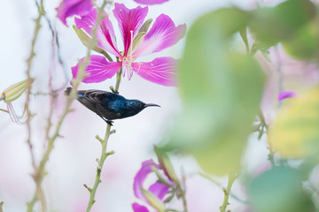  Purple Sunbird : Bird perching on flowers