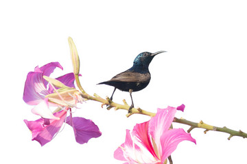  Purple Sunbird : Bird perching on flower