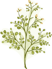 Moringa Branch Leaves