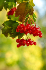 Red Viburnum berries in the tree