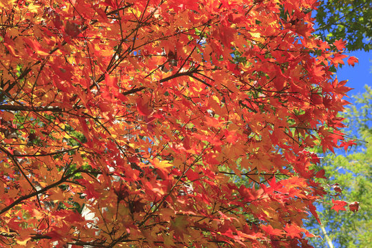 Autumnal ornament, red leaves © MP_P