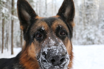 Морда собаки овчарки в зимнем лесу