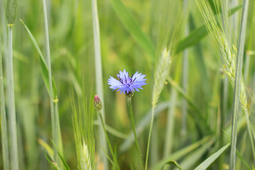 Blue cornflower in green field with wheat