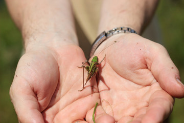 Obraz premium Grasshopper on the palms