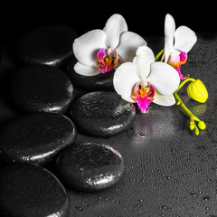beautiful spa concept of blooming white and red orchid flower, p