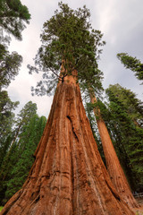 Ancient Giant Sequoias Forest in California, United States