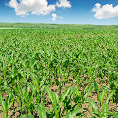 green corn field and blue sky