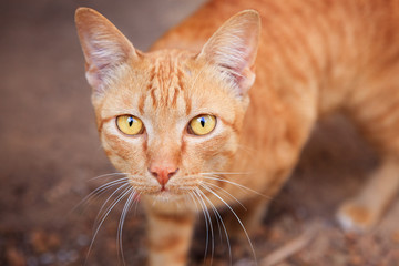 close up face of siamese thai domestic cat eye contact with blur