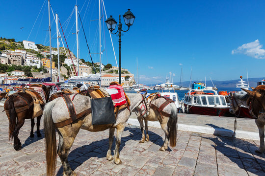 Hydra
