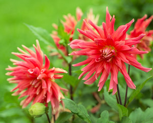 Red dahlia in nature