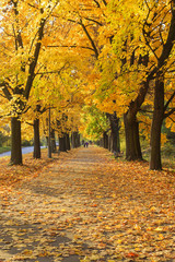 Autumn park in the city