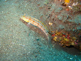 Partnergrundel mit Garnele