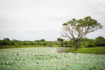 Lake in National Park Yala, Sri Lanka